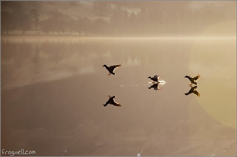 Ducks landing on Loch Earn.jpg